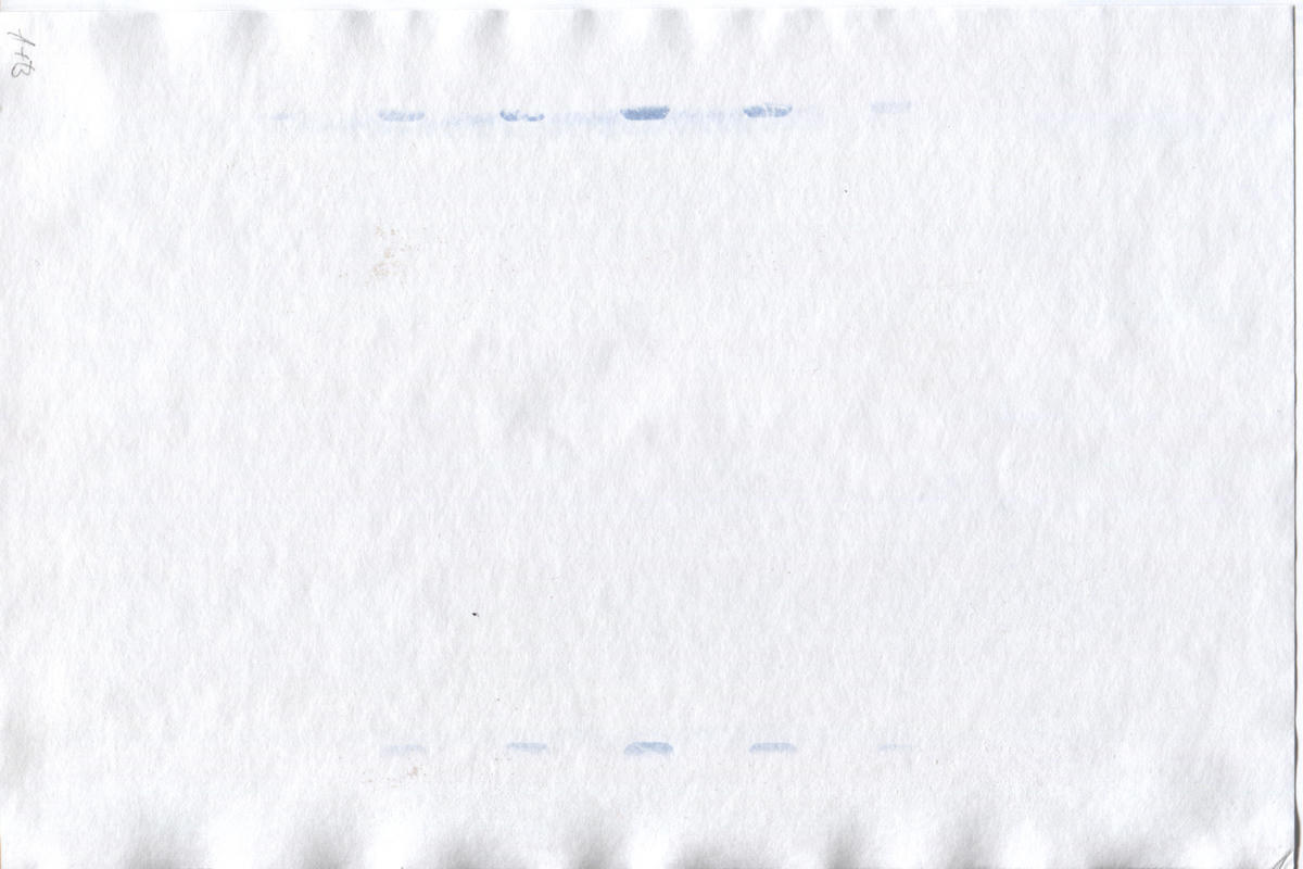 Classic Cyanotype Classic Cyanotype